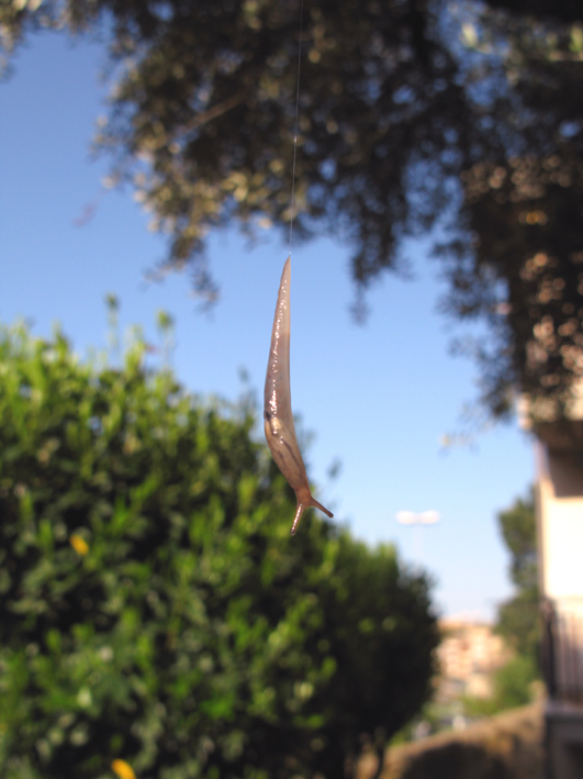 Limacide volante: Lehmannia sp.